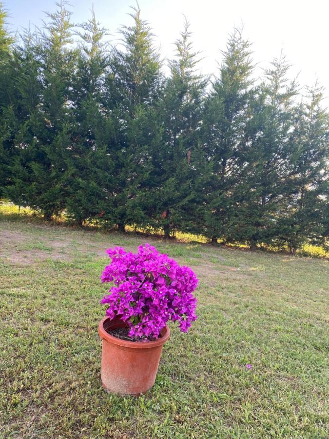Ingwiller Au Paradis D'Alsace 55 M2 Nature & Relax מראה חיצוני תמונה